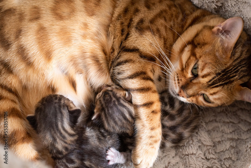 portrait of a cat with kittens 