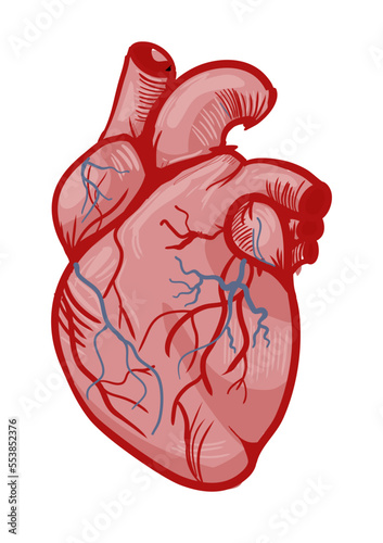 human heart anatomy