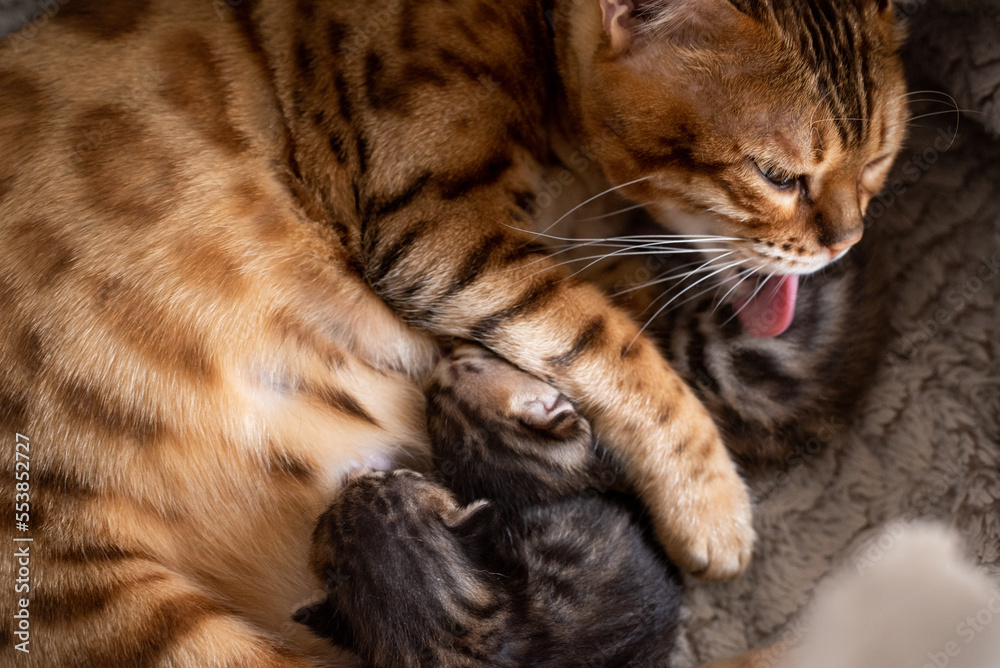 Naklejka premium portrait of a cat licking there kittens