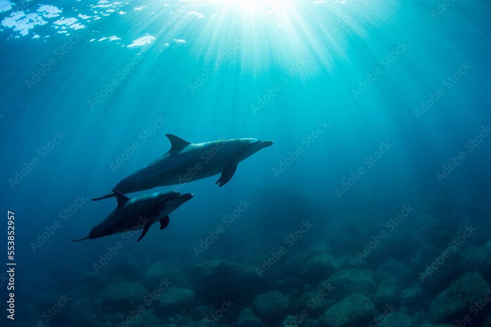 dolphins