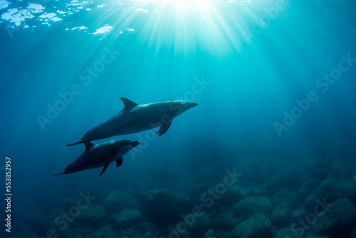 dolphins © 敏治 荒川