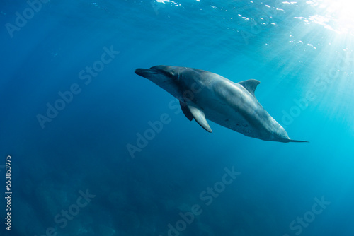 wild dolphin © 敏治 荒川
