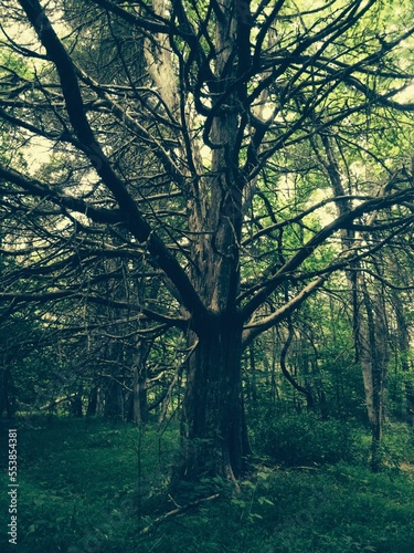 Wild tree in the forest