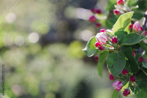 Blooming apple tree branch in springtime. Apple flowers on blurred natural background with copy space. Branch with apple flowers in spring garden. Shallow focus