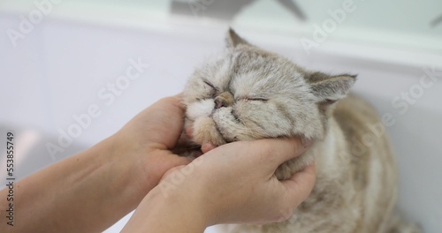 Foto The cat enjoys the caresses of the veterinarian
