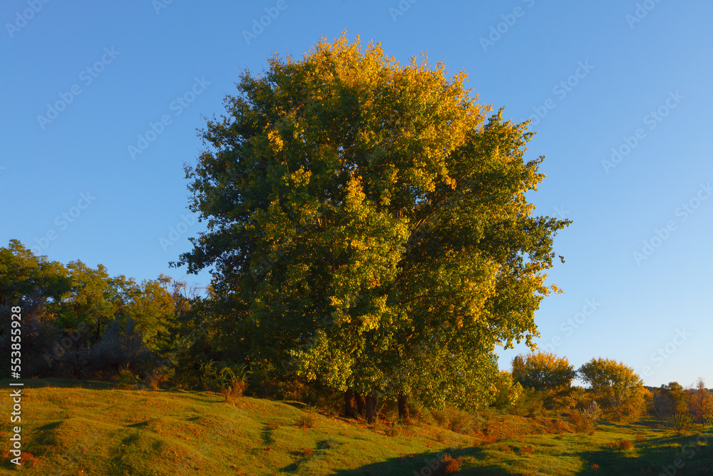 Deciduous tree at the grass meadow . Green nature scenery 