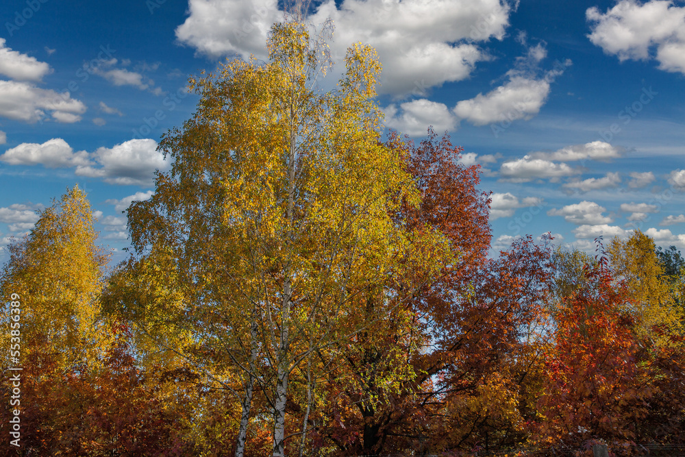 Naklejka premium autumn forest trees against white clouds
