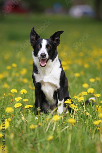 Cute black and white short-haired Border Collie dog posing outdoors sitting in a green grass with yellow dandelion flowers in summer