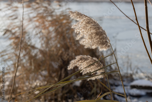 dry reed flower in the wind