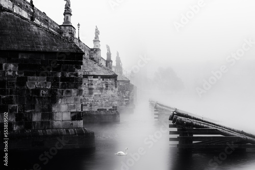 Charles bridge in the fog in the morning. Silhouettes. Swan in the foreground. Prague. Czech Republic.