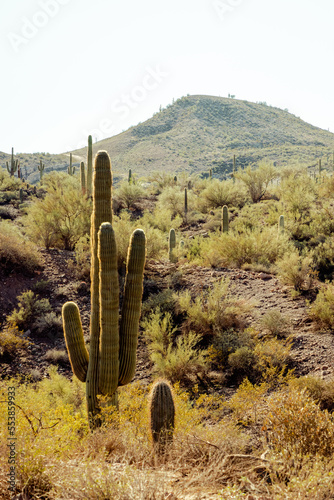 Saguaro Cacti in sanoran desert US photo