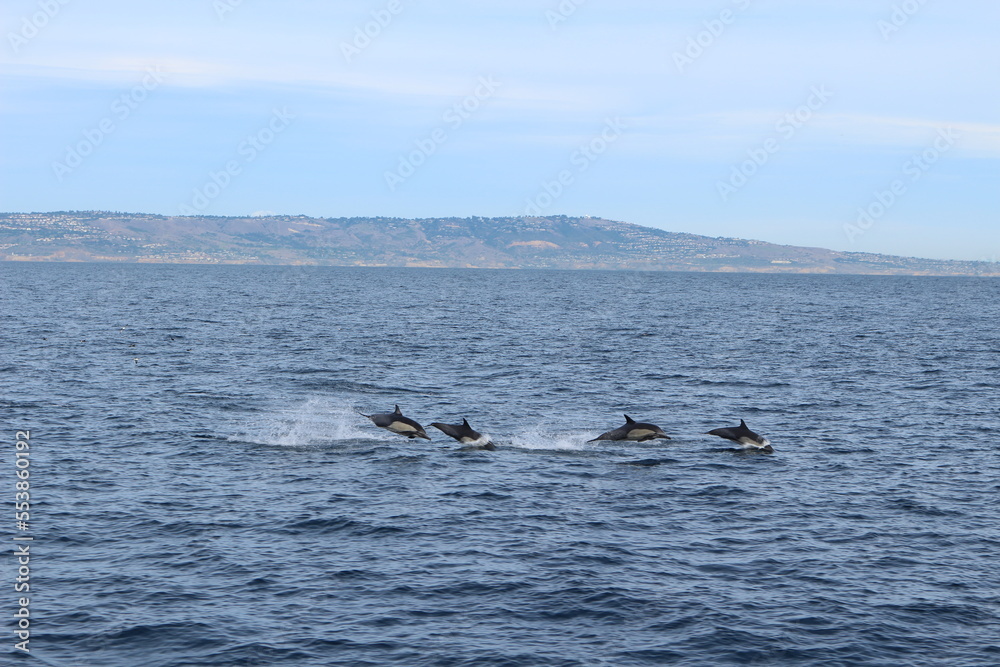 Obraz premium dolphin