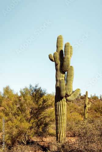 Saguaro Cacti in sanoran desert US