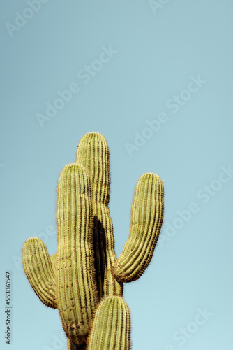 Saguaro Cacti arms on blue sky copy space in Sonoran desert US