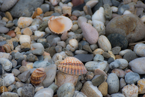 seashells on the beach © Art-Park