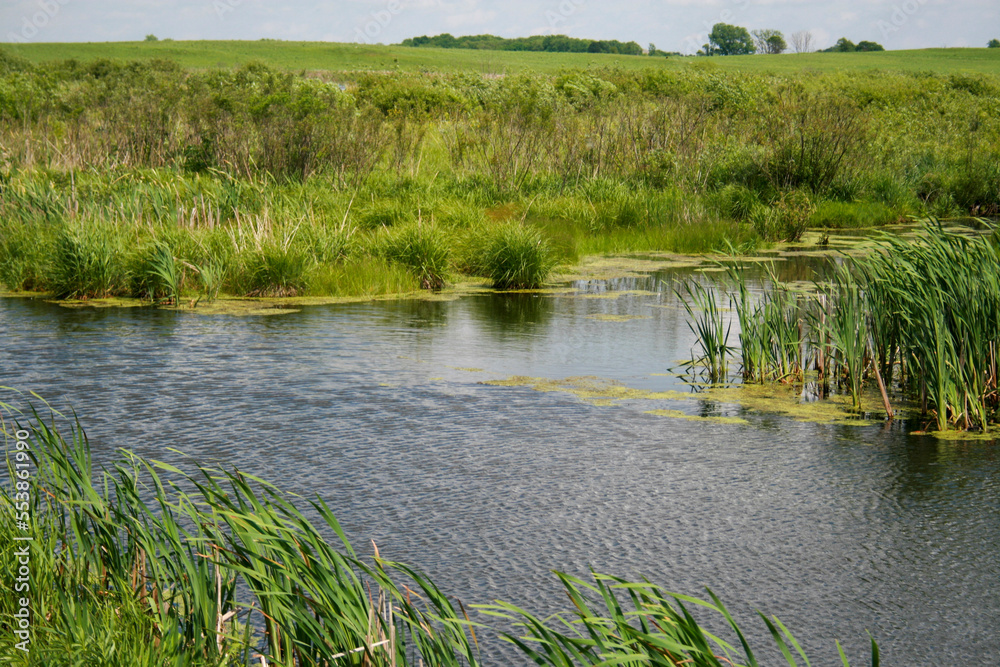 Obraz premium grass and water