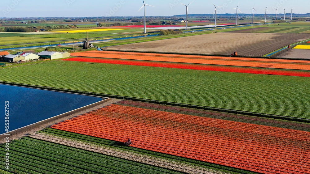 Naklejka premium Aerial view from drone on purple tulip fields on sunny day in surroundings flower garden Keukenhof Lisse Netherlands. Happy Kings Day.