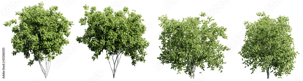 Obraz premium Collection of green trees isolated on transparent background. Realistic 3D render.