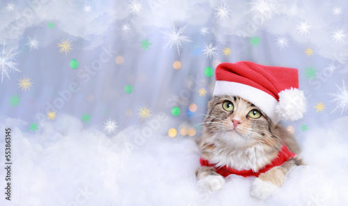 Christmas Cat. New Year holiday background. Cat with green eyes in a Santa Claus hat lies on a white background. Winter season. Greeting cards. Sparkling lights or stars. Happy New Year 2023. Xmas