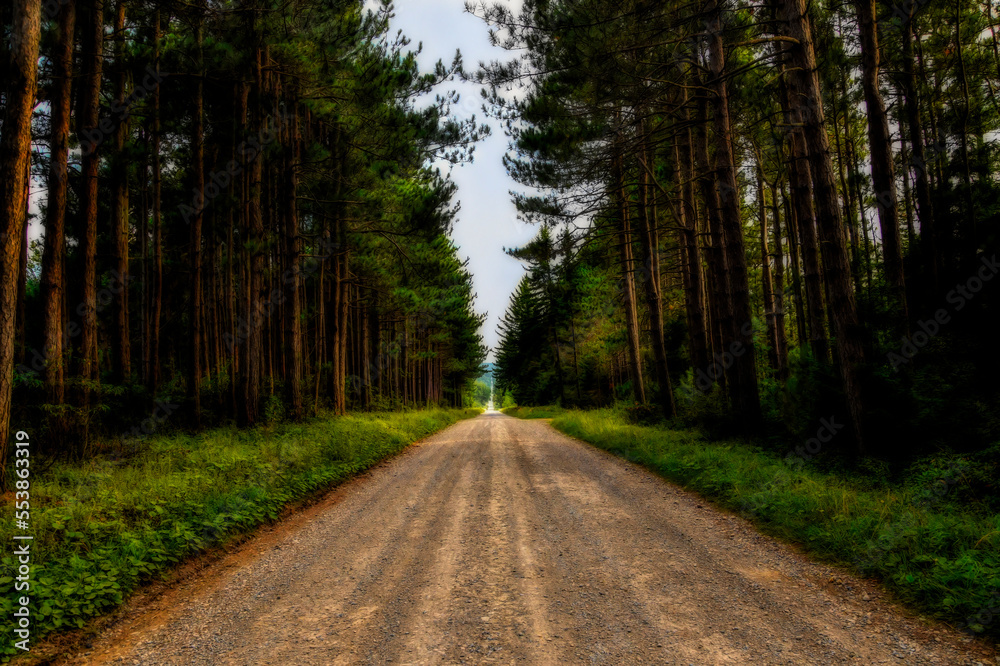 Road in Dolly Sods in pine forest