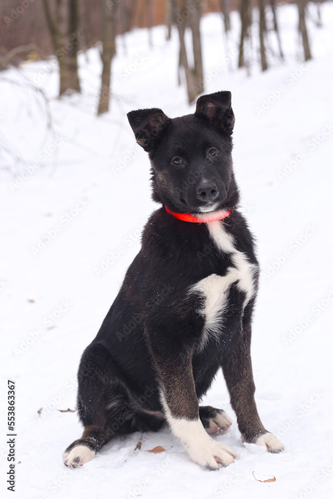 black puppy dog closeup portrait isolated on white black puppy dog closeup portrait isolated on white