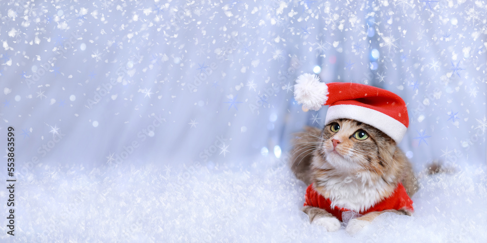 Cat on the white background. Beautiful holiday web banner with copy space. Portrait of a Kitten. Merry Christmas. Happy New Year. Cat in Santa costume. Snow falls. Christmas Cat card. 2023. Xmas Cat on the white background. Beautiful holiday web banner with copy space. Portrait of a Kitten. Merry Christmas. Happy New Year. Cat in Santa costume. Snow falls. Christmas Cat card. 2023. Xmas