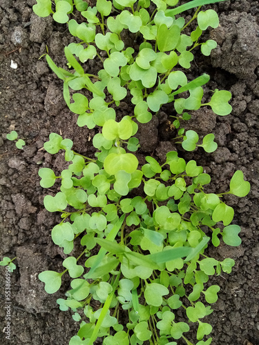 green seedlings of mustard, oats, vetch, sowing green manure in a greenhouse