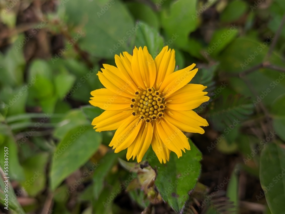 Wedelia flower (Sphagneticola trilobata) in the morning Wedelia flower (Sphagneticola trilobata) in the morning