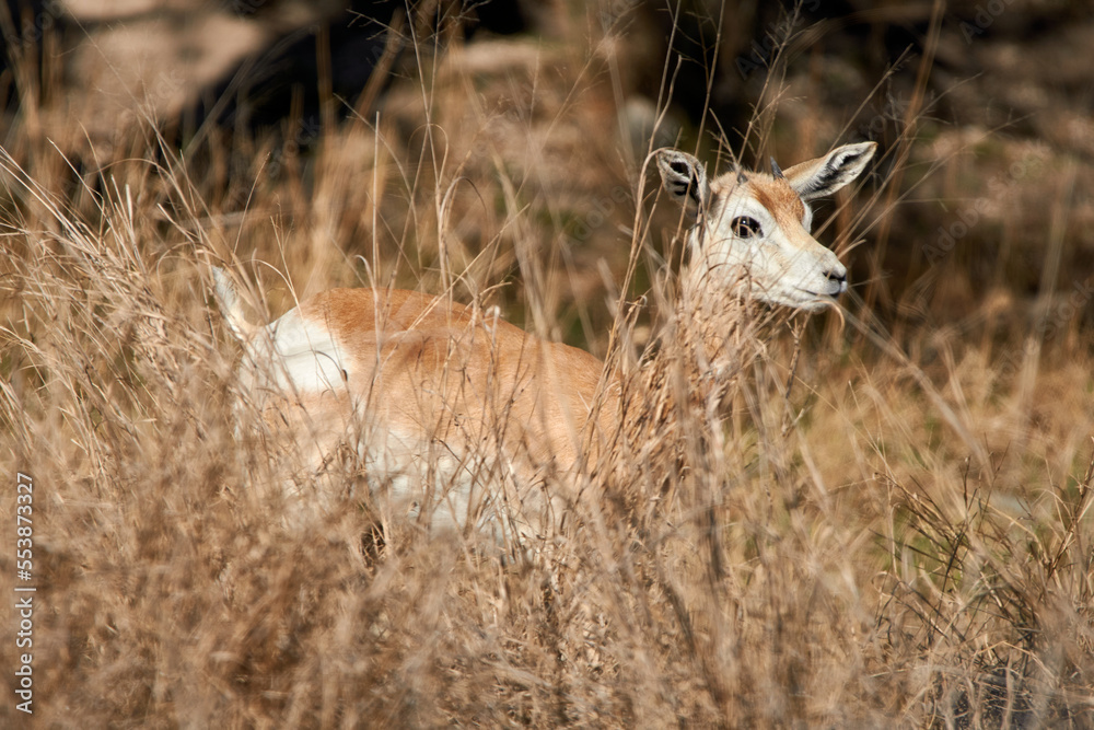 Young Dama Gazelle hiding behind tall grass Young Dama Gazelle hiding behind tall grass