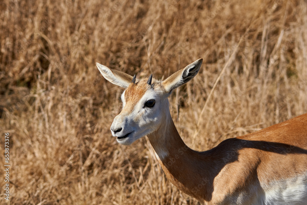 Fototapeta premium Profile close up of young Dama Gazelle