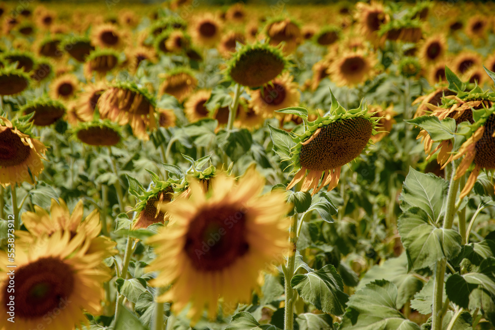 Fototapeta premium sunflowers