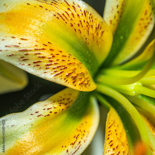 Henry's Lily, Lilium henryi photo