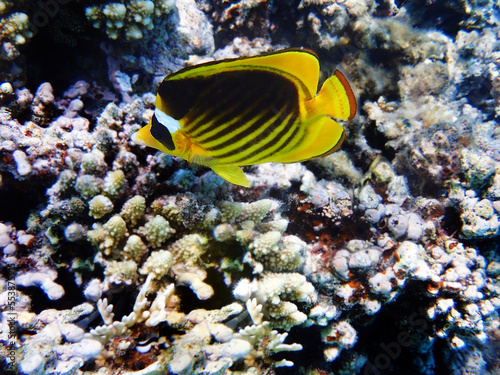 Red Sea raccoon butterflyfish - (Chaetodon fasciatus)