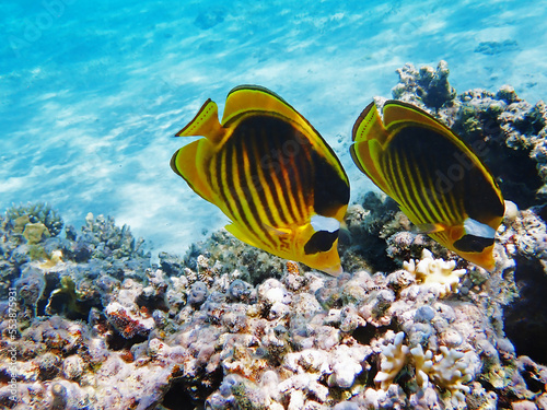 Red Sea raccoon butterflyfish -   Chaetodon fasciatus 