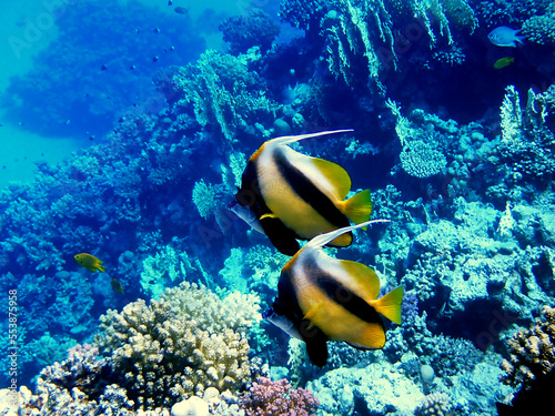 The Red Sea bannerfish -  Heniochus intermedius 