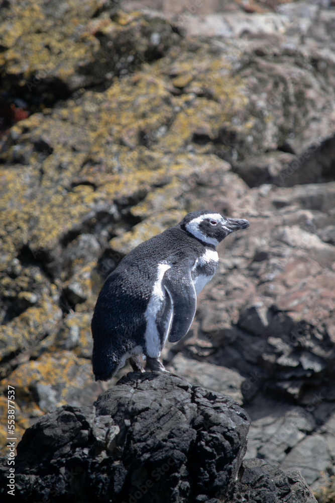 Fototapeta premium penguin on the beach