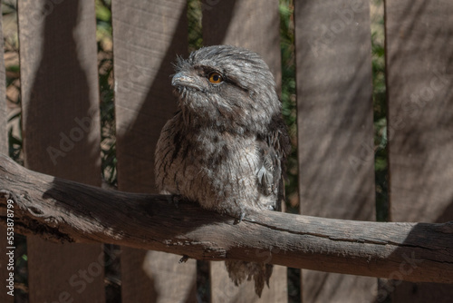 The Tawny Frogmouth (Podargus strigoides). photo