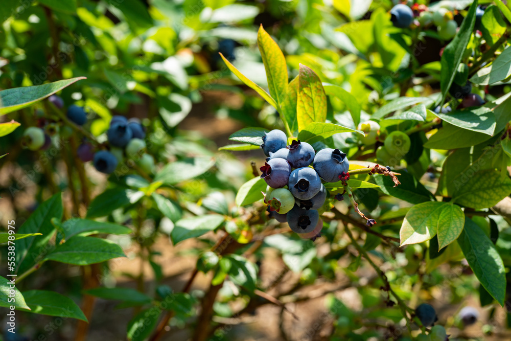 Fruits of blueberries has become in a field, JAPAN. Fruits of blueberries has become in a field, JAPAN.