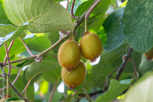 Kiwi fruits are ripe in Japan.