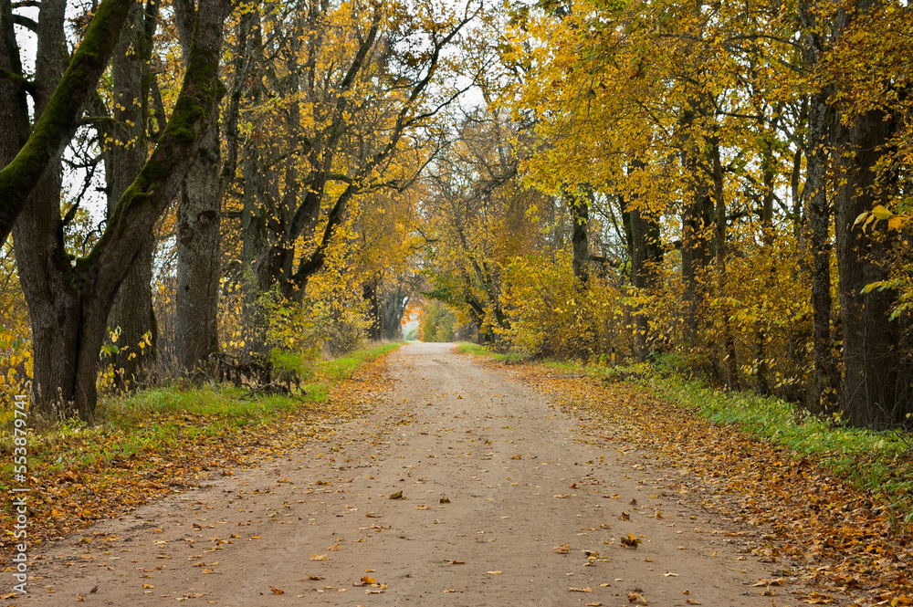 rural road in autumn,autumn landscape in the photo, an alley of trees with crumbling leaves