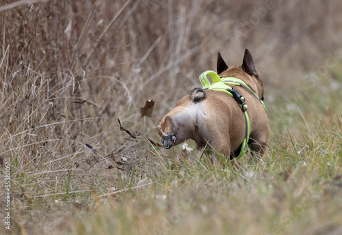 A small pet fawn French Bulldog is spotted on a trail kicking up his back legs in the grass just after he relieved himself with a bowel movement.  This is common behavior that most dogs will do.