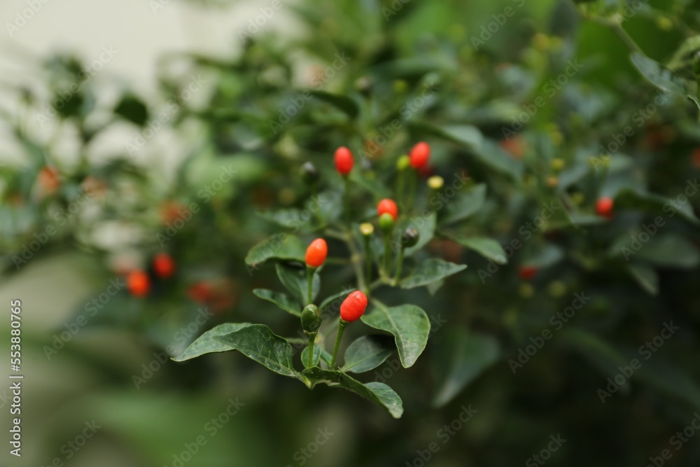 Chili pepper plant growing in garden outdoors, closeup