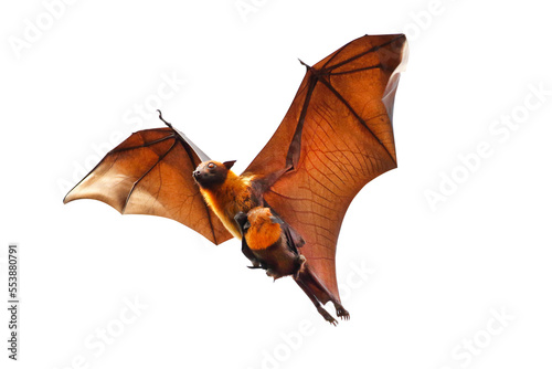 Bat flying isolated on transparent background. "Lyle's flying fox" 