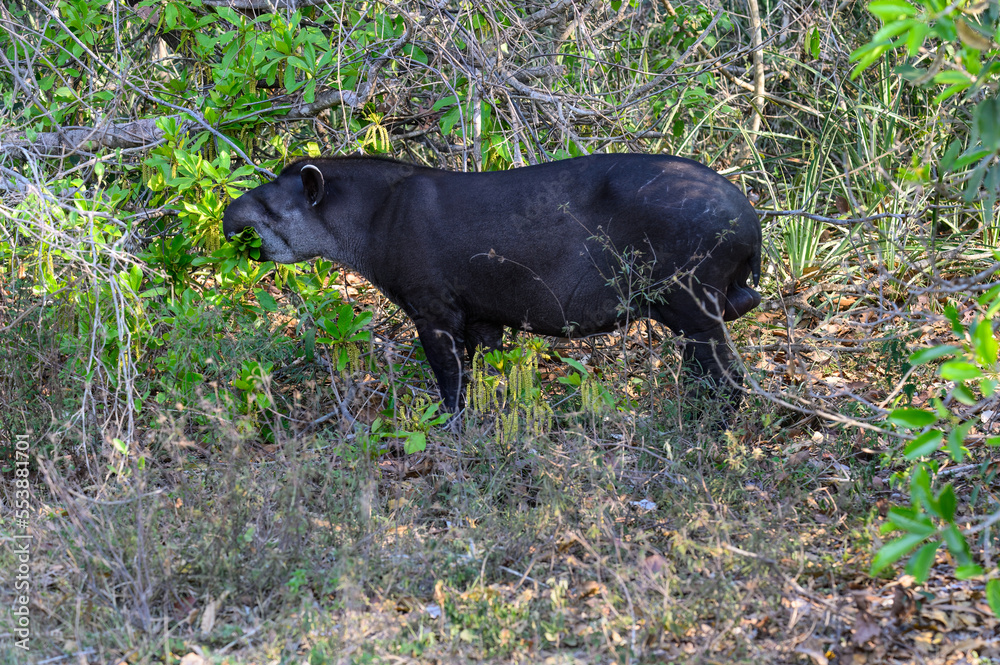 Fototapeta premium South american tapir foraging on green leaves
