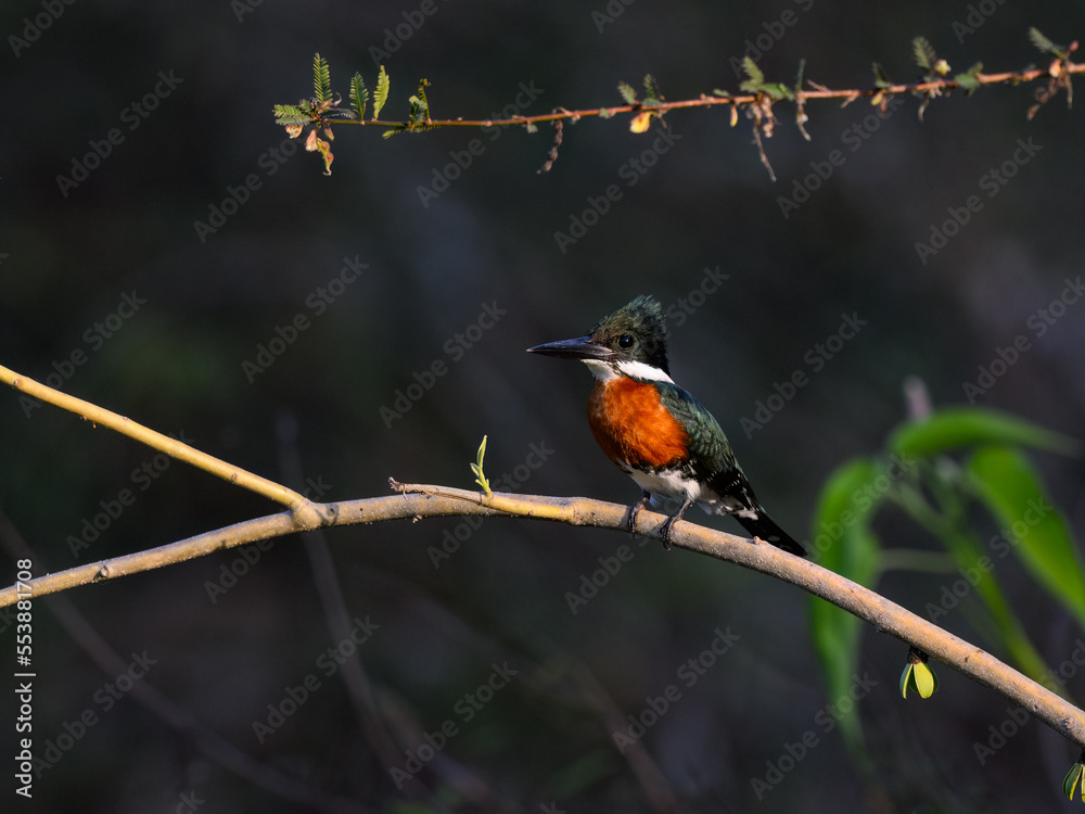 Green Kingfisher on tree branch in Pantanal, Brazil Green Kingfisher on tree branch in Pantanal, Brazil