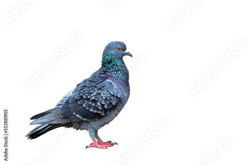 Pigeon standing isolated on transparent background.