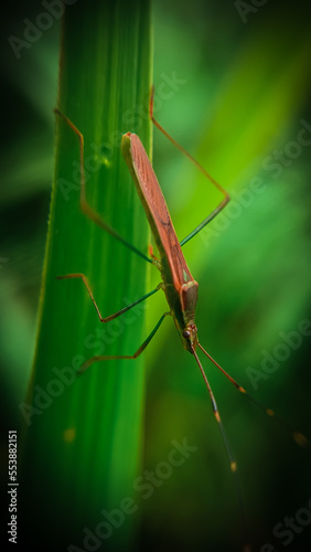 praying mantis on the ground © Esma