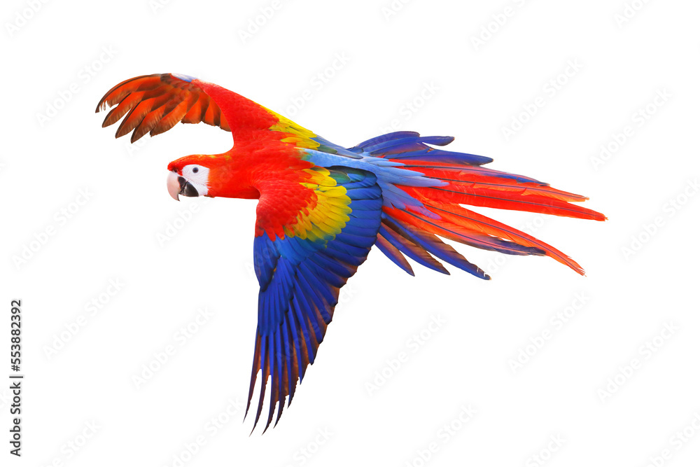 Fototapeta premium Colorful flying parrot isolated on transparent background.