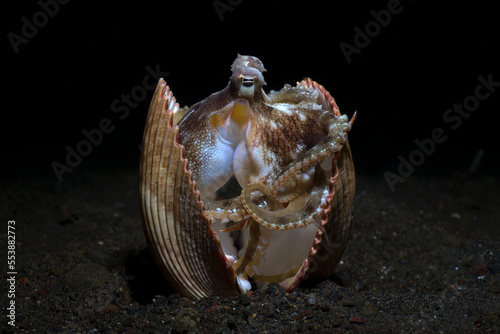 Coconut Octopus lives in a shell. Underwater night life of Tulamben, Bali, Indonesia.