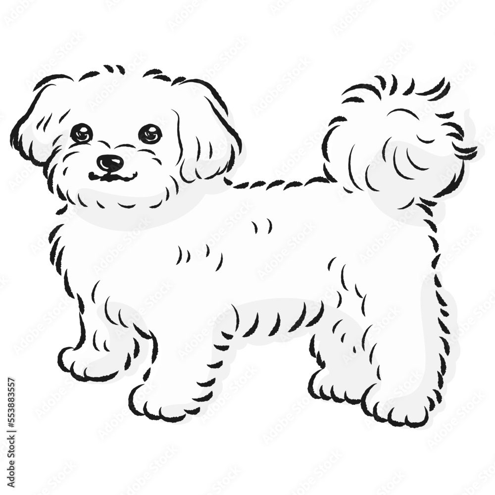 シンプルでかわいいマルチーズ 手描き線画ベクターイラスト シンプルでかわいいマルチーズ 手描き線画ベクターイラスト